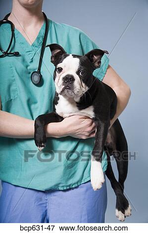 Boston Terrier, caucasian, dog, healthcare, looking at camera View Large Photo Image Stock Photo - Boston Terrier, caucasian, dog, healthcare, looking at camera. Fotosearch