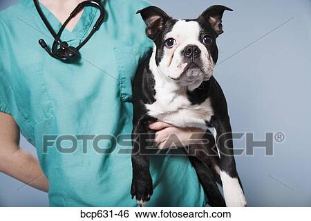 Boston Terrier, caucasian, dog, healthcare View Large Photo Image Stock Photograph - Boston Terrier, caucasian, dog, healthcare. Fotosearch