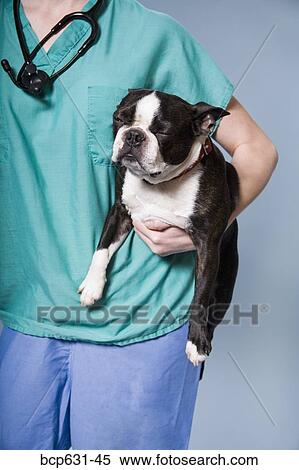 Boston Terrier, caucasian, dog, healthcare, medical View Large Photo Image Stock Photography - Boston Terrier, caucasian, dog, healthcare, medical. Fotosearch