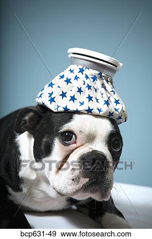 Stock Photo - Boston Terrier, close up, dog, fever, head & shoulders. Fotosearch