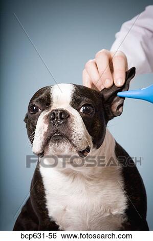 Boston Terrier, close up, dog, head & shoulders View Large Photo Image Stock Photograph - Boston Terrier, close up, dog, head & shoulders. Fotosearch