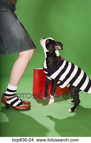 Boston Terrier, dog, costume, caucasian, animals View Large Photo Image Picture - Boston Terrier, dog, costume, caucasian, animals. Fotosearch