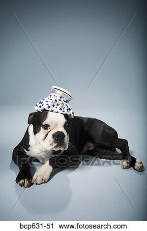 Boston Terrier, dog, fever, full body, headache, healthcare View Large Photo Image Stock Image - Boston Terrier, dog, fever, full body, headache, healthcare. Fotosearch
