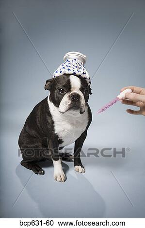 Boston Terrier, dog, fever, full body, headache View Large Photo Image Stock Image - Boston Terrier, dog, fever, full body, headache. Fotosearch