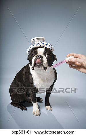 Boston Terrier, dog, fever, full body, headache View Large Photo Image Stock Image - Boston Terrier, dog, fever, full body, headache. Fotosearch