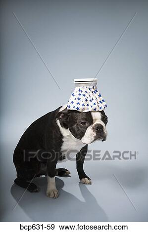 Boston Terrier, dog, fever, full body, headache, healthcare View Large Photo Image Stock Photo - Boston Terrier, dog, fever, full body, headache, healthcare. Fotosearch