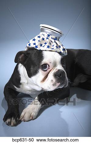 Boston Terrier, dog, fever, headache, healthcare View Large Photo Image Stock Image - Boston Terrier, dog, fever, headache, healthcare. Fotosearch