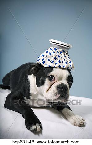 Boston Terrier, dog, fever, headache, healthcare View Large Photo Image Stock Photo - Boston Terrier, dog, fever, headache, healthcare. Fotosearch