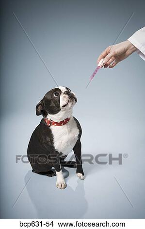 Boston Terrier, dog, full body, healthcare, high angle View Large Photo Image Picture - Boston Terrier, dog, full body, healthcare, high angle. Fotosearch