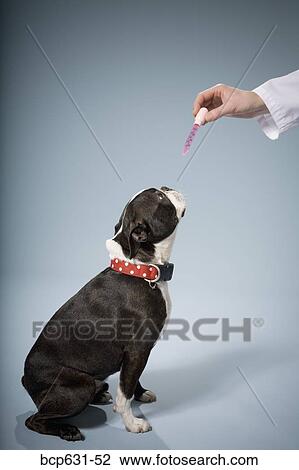 Stock Image - Boston Terrier, dog, full body, healthcare, illness. Fotosearch