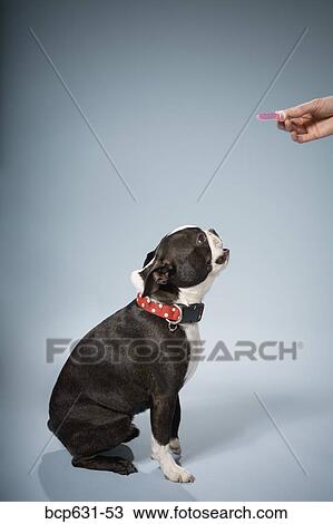 Boston Terrier, dog, full body, healthcare, illness View Large Photo Image Stock Image - Boston Terrier, dog, full body, healthcare, illness. Fotosearch