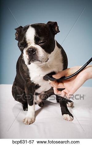 Boston Terrier, dog, full body, healthcare View Large Photo Image Stock Photo - Boston Terrier, dog, full body, healthcare. Fotosearch
