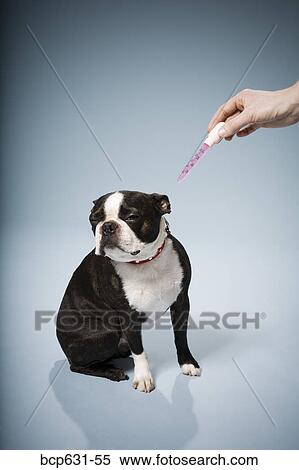 Boston Terrier, dog, full body, healthcare, illness View Large Photo Image Stock Photography - Boston Terrier, dog, full body, healthcare, illness. Fotosearch