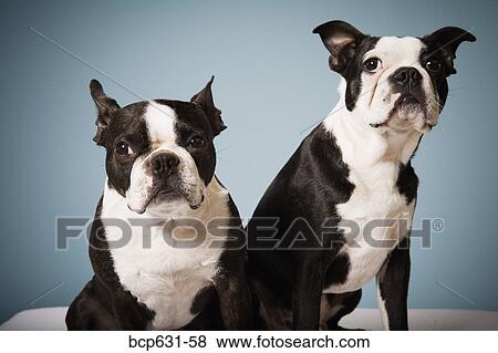 Stock Photo - Boston Terrier, dog, looking at camera. Fotosearch