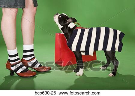 Stock Photography - Boston Terrier, fashion, dog, animals. Fotosearch