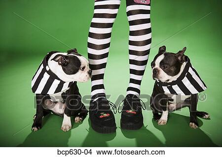 Picture - Boston Terrier, fashion, dog, cape, animals. Fotosearch