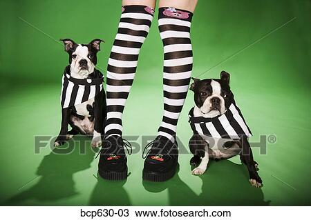 Stock Image - Boston Terrier, fashion, dog, cape, animals. Fotosearch