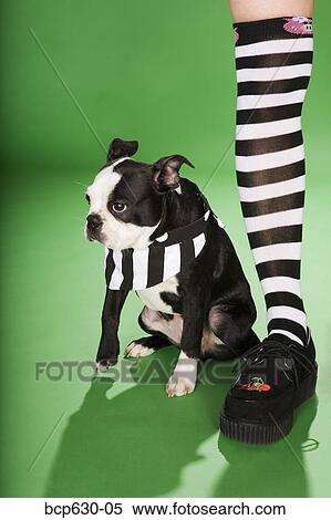 Stock Photography - Boston Terrier, fashion, dog, cape, animals. Fotosearch