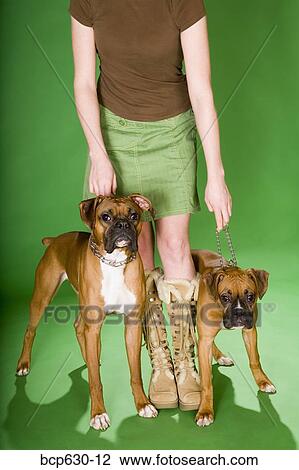 boxer dog, collar, chain, caucasian, animals View Large Photo Image Stock Image - boxer dog, collar, chain, caucasian, animals. Fotosearch