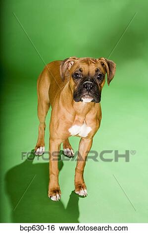 boxer dog, high angle, full body, dog, animals View Large Photo Image Stock Photograph - boxer dog, high angle, full body, dog, animals. Fotosearch
