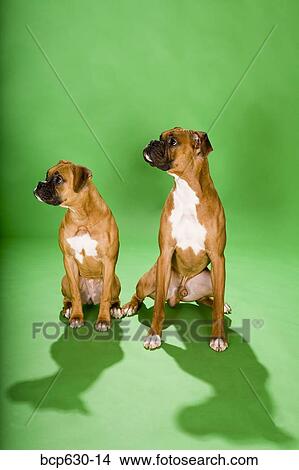 Picture - boxer dog, portrait, full body, dog, animals. Fotosearch
