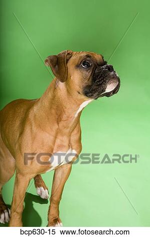 Stock Photography - boxer dog, profile, one animal, dog, animals. Fotosearch