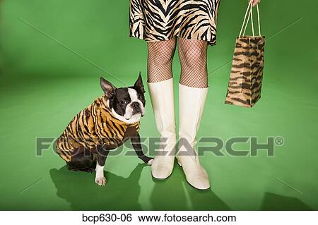 cape, animals, Boston Terrier, boot, bag, animal print View Large Photo Image Stock Photograph - cape, animals, Boston Terrier, boot, bag, animal print. Fotosearch