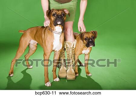 collar, boot, chain, caucasian, boxer dog, animals View Large Photo Image Stock Image - collar, boot, chain, caucasian, boxer dog, animals. Fotosearch