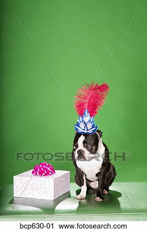 cute, Boston Terrier, costume, celebration, bow, animals View Large Photo Image Stock Image - cute, Boston Terrier, costume, celebration, bow, animals. Fotosearch