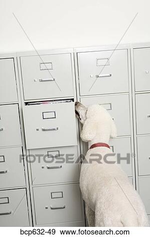 dog, office, inside, file cabinet, animals View Large Photo Image Stock Photo - dog, office, inside, file cabinet, animals. Fotosearch