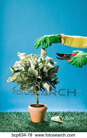 dollar, gardening, finance, dollar bill, abundance View Large Photo Image Stock Photo - dollar, gardening, finance, dollar bill, abundance. Fotosearch