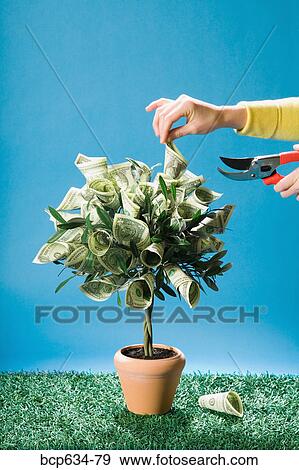 dollar, growth, finance, dollar bill, abundance View Large Photo Image Stock Photo - dollar, growth, finance, dollar bill, abundance. Fotosearch