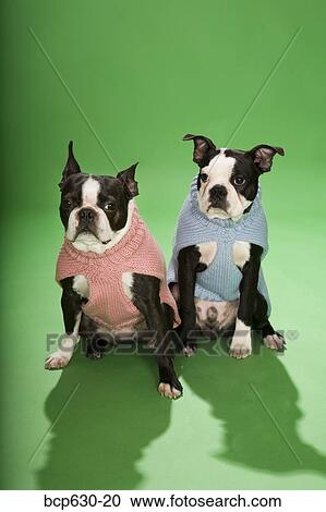 Stock Image - fashion, blue, dog, concept, Boston Terrier, animals. Fotosearch