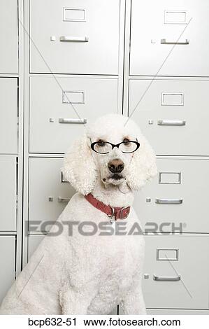 Stock Image - looking at camera, dog, inside, file cabinet, eyeglasses, animals. Fotosearch