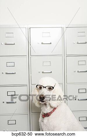 negative space, dog, inside, file cabinet, eyeglasses, animals View Large Photo Image Stock Image - negative space, dog, inside, file cabinet, eyeglasses, animals. Fotosearch