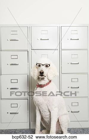 negative space, dog, inside, file cabinet, eyeglasses, animals View Large Photo Image Stock Image - negative space, dog, inside, file cabinet, eyeglasses, animals. Fotosearch
