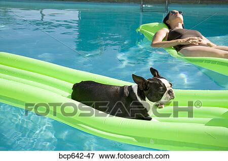 Dog and woman relaxing on floating raft in pool View Large Photo Image Stock Photo - Dog and woman relaxing on floating raft in pool. Fotosearch