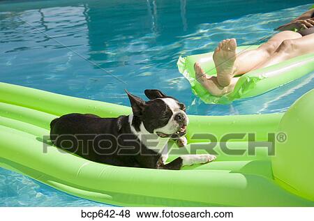 Stock Photo - Dog and woman relaxing on floating raft in pool. Fotosearch