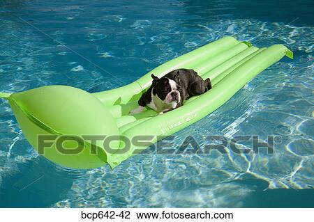 Stock Image - Dog resting on floater in pool. Fotosearch