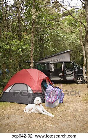 Dog resting outside camping tent View Large Photo Image Stock Image - Dog resting outside camping tent. Fotosearch