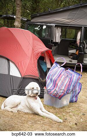 Dog resting outside camping tent View Large Photo Image Stock Image - Dog resting outside camping tent. Fotosearch