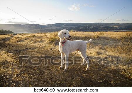 Stock Image - Dog standing alone on dirt path. Fotosearch