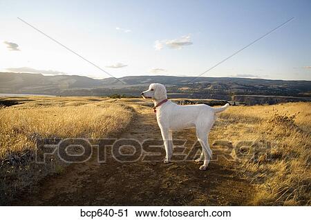Dog standing alone on dirt path View Large Photo Image Stock Image - Dog standing alone on dirt path. Fotosearch