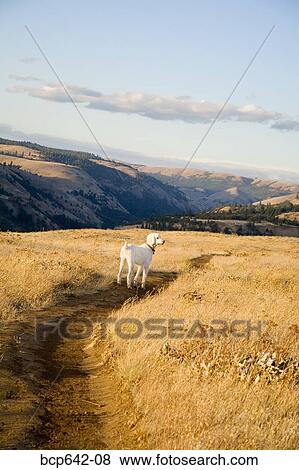 Dog standing on dirt trail View Large Photo Image Stock Photo - Dog standing on dirt trail. Fotosearch