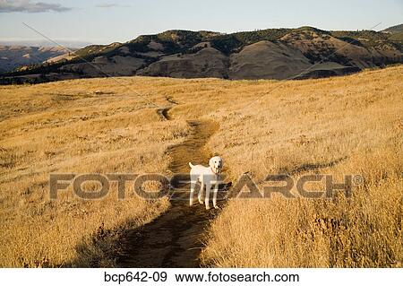 Dog standing on dirt trail View Large Photo Image Stock Photo - Dog standing on dirt trail. Fotosearch