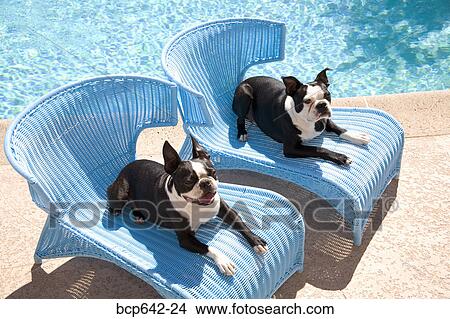 Picture - Dogs relaxing by pool. Fotosearch