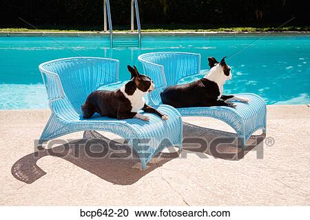 Stock Image - Dogs relaxing by pool. Fotosearch