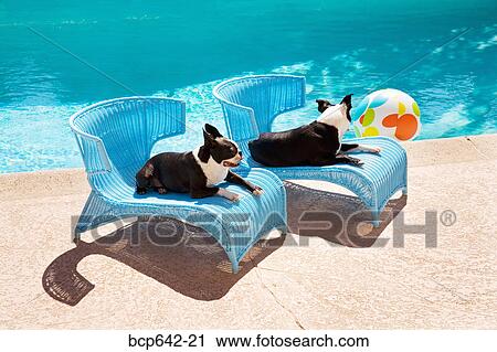 Stock Image - Dogs relaxing by pool. Fotosearch