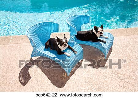 Stock Image - Dogs relaxing by pool. Fotosearch