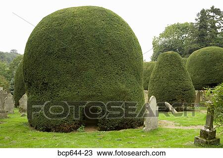 Finely trimmed hedge garden, Gloucestershire, United Kingdom View Large Photo Image Stock Image - Finely trimmed hedge garden, Gloucestershire, United Kingdom. Fotosearch